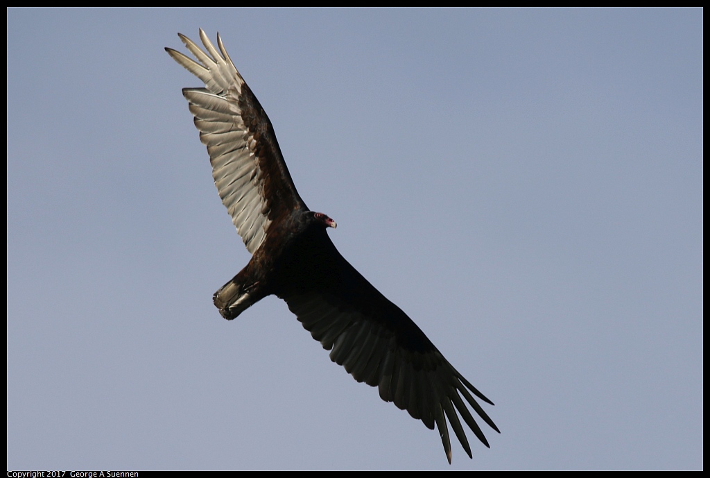 
Turkey Vulture - Jewel Lake - May 5, 2017
