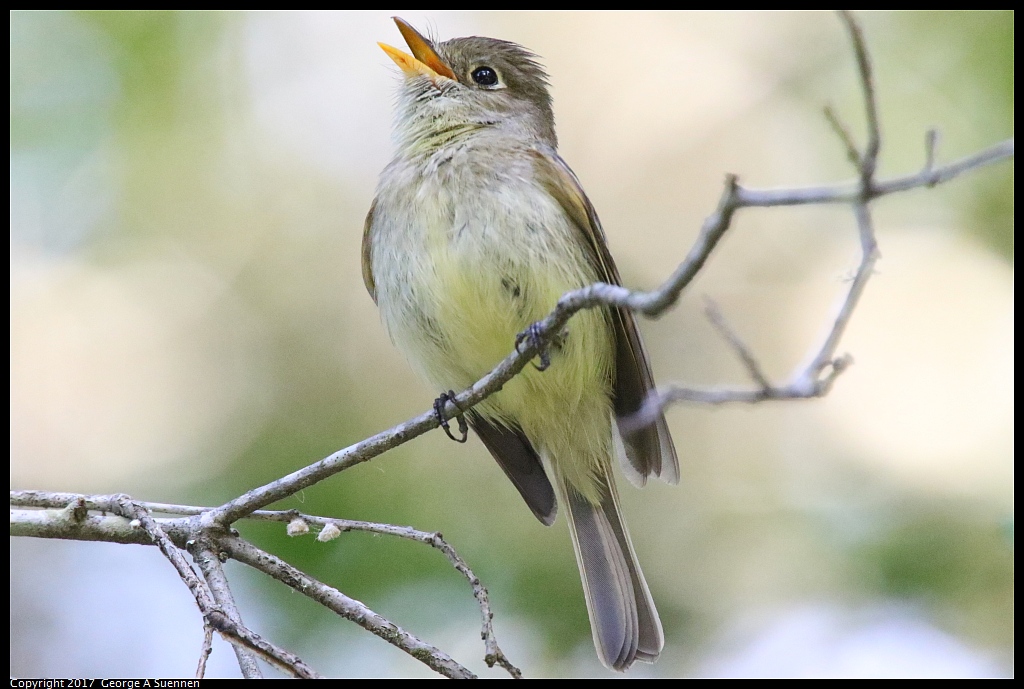 
Pacific Slope Flycatcher - Jewel Lake - May 5, 2017
