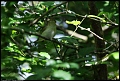 
Warbling Vireo (Id only)
