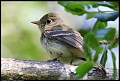 
Pacific-slope Flycatcher
