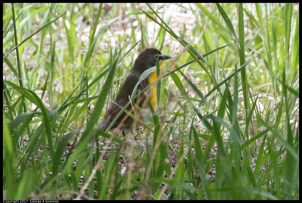 
Yellow-breasted Chat

