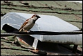 
House Sparrow
