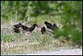 
European Starling

