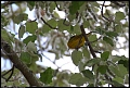 
Yellow Warbler
