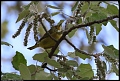 
Orange-crowned Warbler
