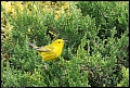 
Yellow Warbler
