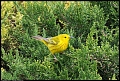 
Yellow Warbler - Ely, Nevada - May 19, 2017
