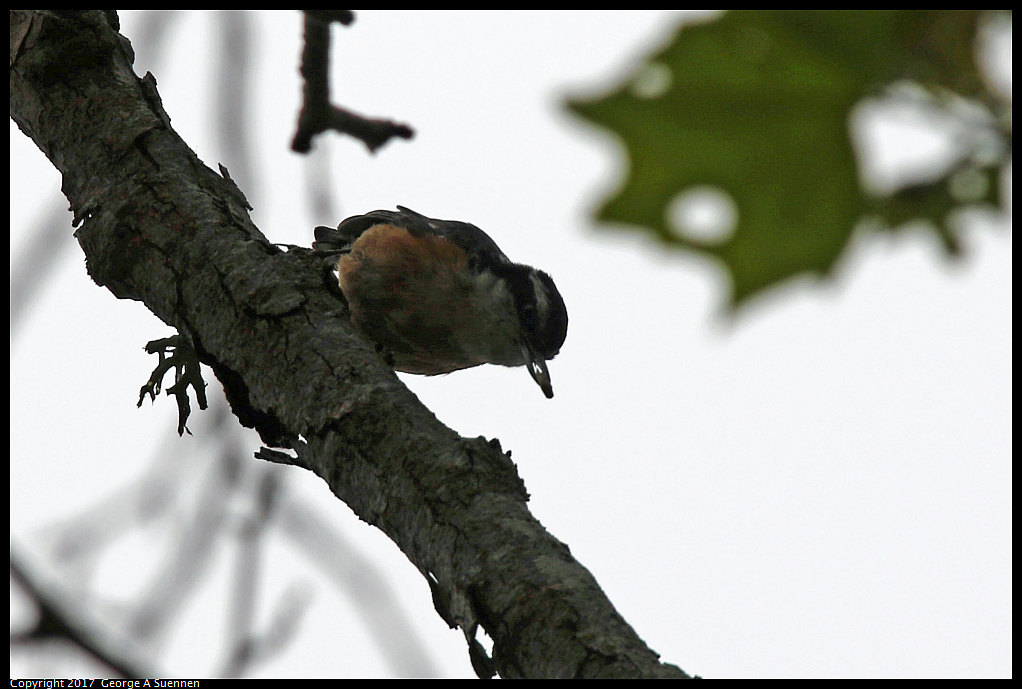 
Red-breasted Nuthatch

