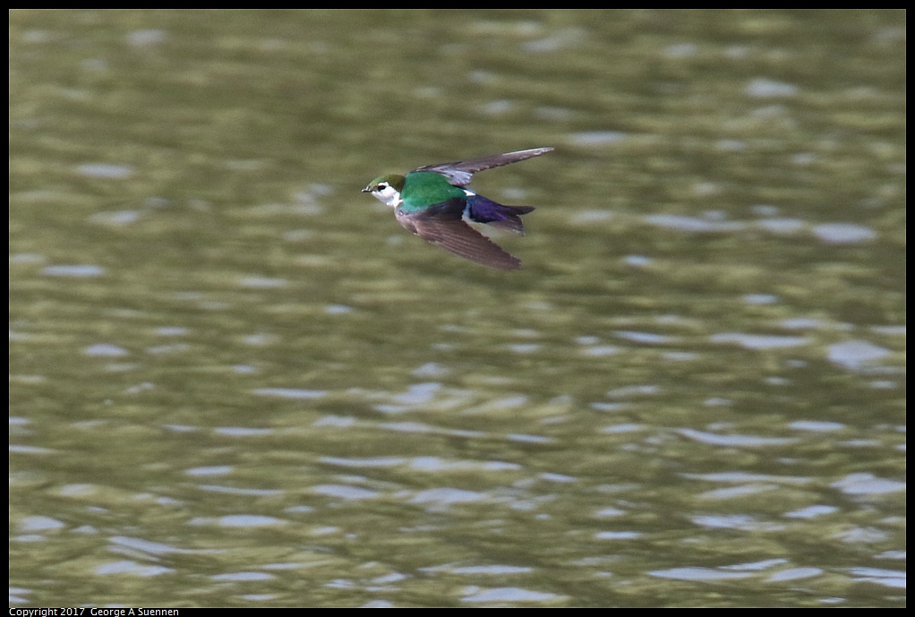 
Violet-green Swallow
