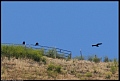 
Common Raven and Vulture
