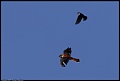 
American Kestrel and Tree Swallow
