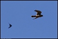 
American Kestrel and Tree Swallow
