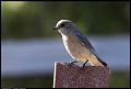 
Western Bluebird
