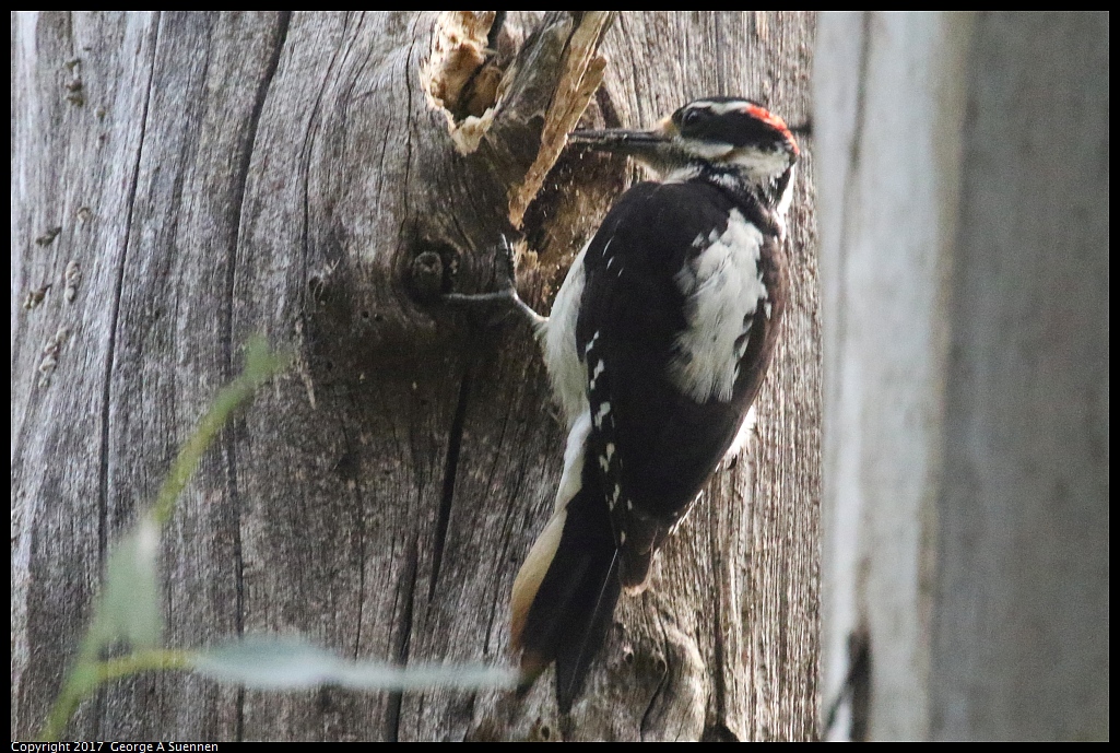 
Hairy Woodpecker - Sibley Preserve - June 12, 2017
