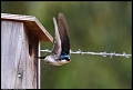 
Tree Swallow
