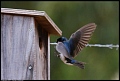
Tree Swallow - Sibley Preserve - June 12, 2017
