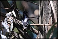 
Downy Woodpecker
