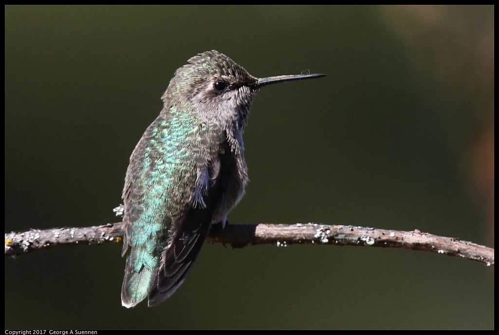 
Anna's Hummingbird - Sibley Preserve - June 15, 2017

