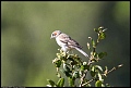 
Lark Sparrow
