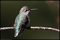 
Anna's Hummingbird - Sibley Preserve - June 15, 2017
