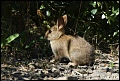 
Rabbit - Sibley Preserve - June 15, 2017
