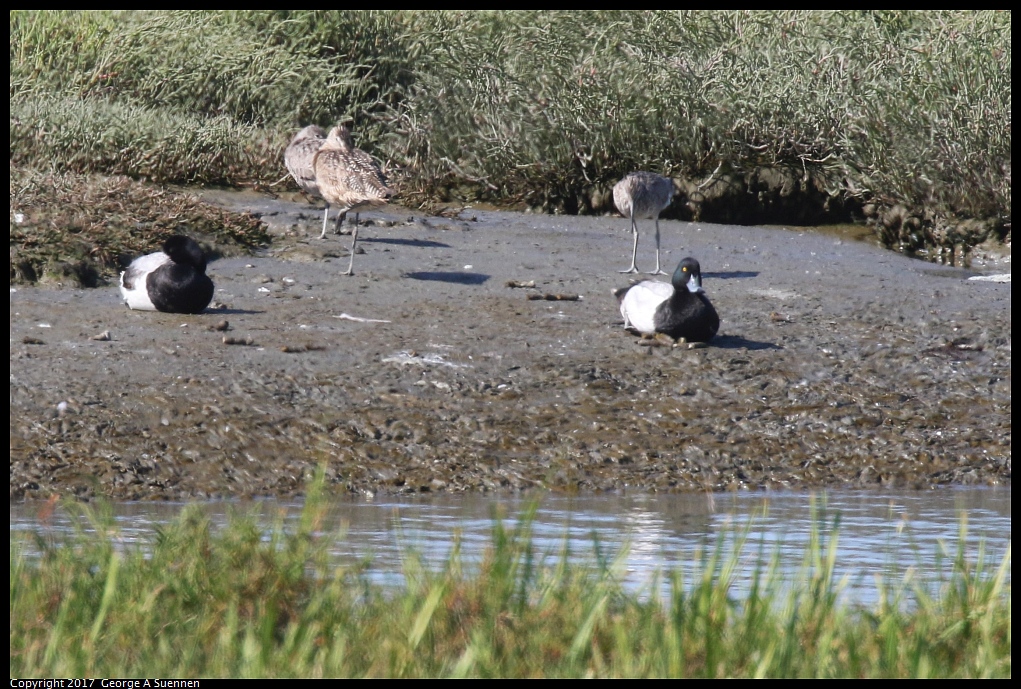 
Greater Scaup and Willet
