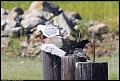 
Western Gull and Crow
