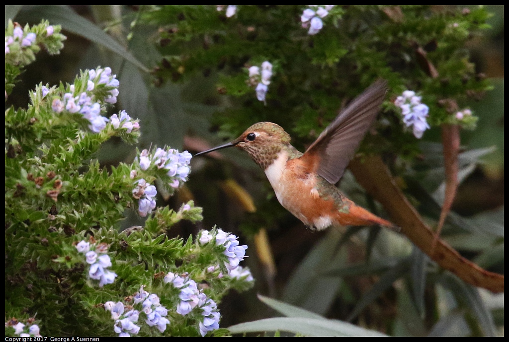 
Allen's Hummingbird - Goldengate Park - June 29, 2017
