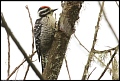 
Downy Woodpecker
