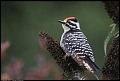 
Downy Woodpecker - Goldengate Park - June 29, 2017
