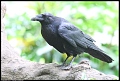 
Common Raven
