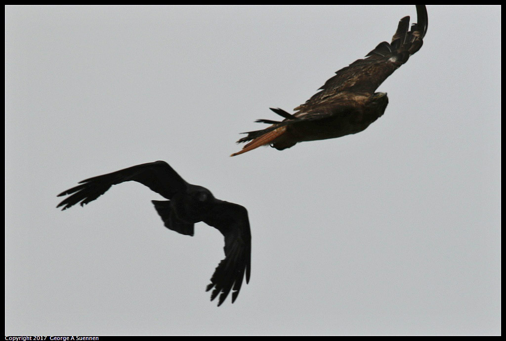 
Red-tailed Hawk and Raven
