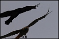 
Red-tailed Hawk and Raven
