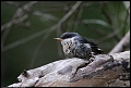 
Pygmy Nuthatch - Lands End, SF - June 29, 2017
