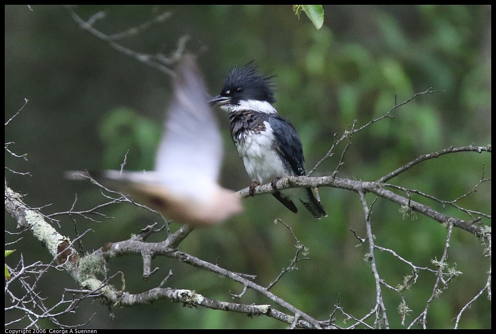 
Belted Kingfisher and Mourning Dove
