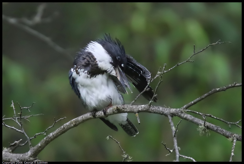 
Belted Kingfisher
