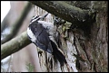 
Hairy Woodpecker
