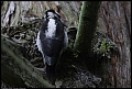 
Hairy Woodpecker
