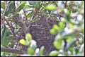 
Black-headed Grosbeak Nest
