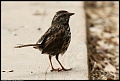 
Song Sparrow
