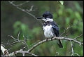 
Belted Kingfisher

