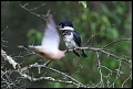 
Belted Kingfisher and Mourning Dove
