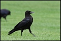 
American Crow
