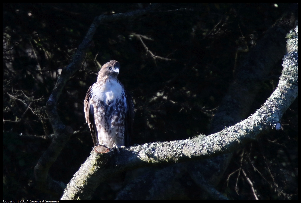 
Red-tailed Hawk
