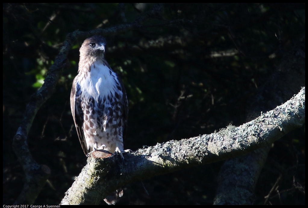 
Red-tailed Hawk
