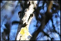 
Red-breasted Sapsucker
