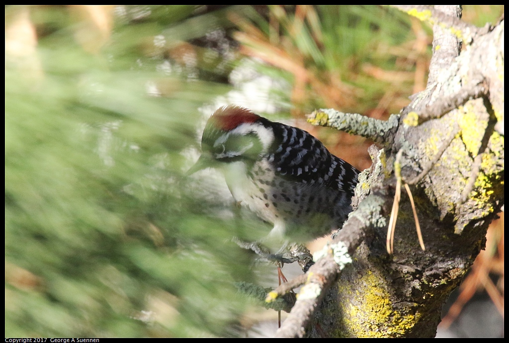 
Nuttall's Woodpecker
