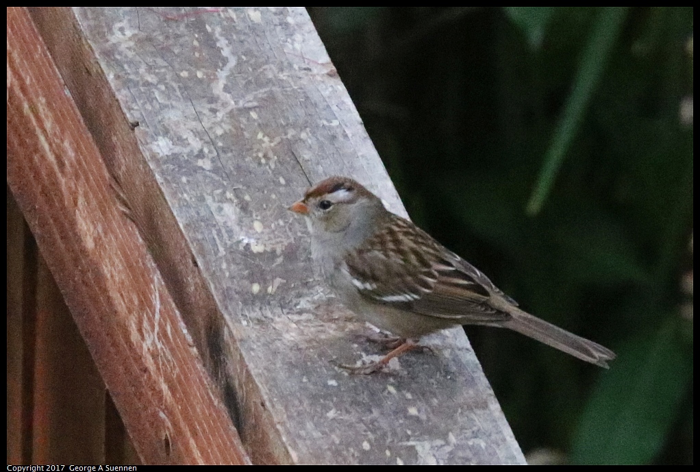 
White-crowned Sparrow
