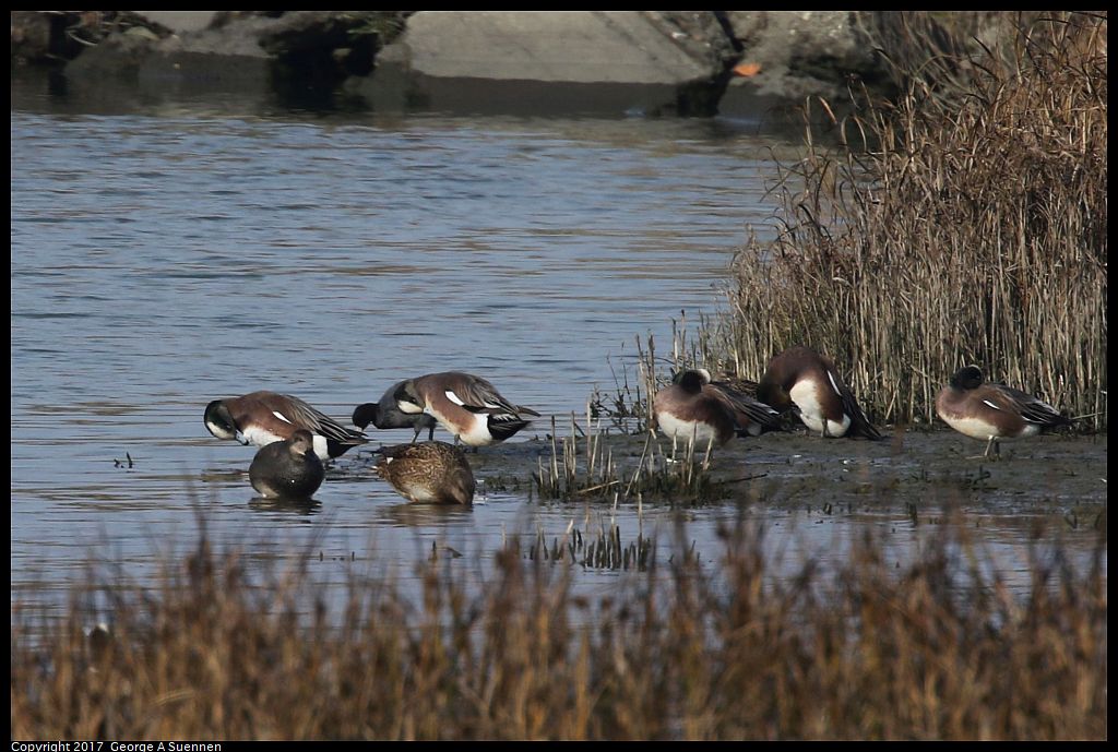 
American Wigeon and Gadwall
