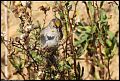 
Golden-crowned Sparrow
